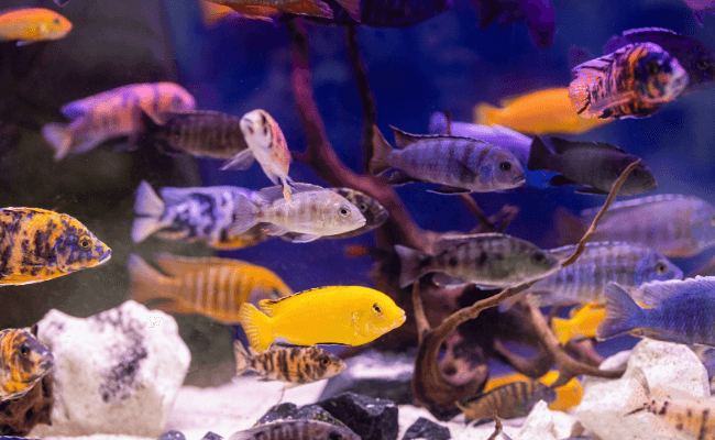 Ikan Hias Air Tawar